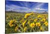 Wildflowers, Rocky Mountain Range, Augusta, Montana, Usa-Chuck Haney-Stretched Canvas