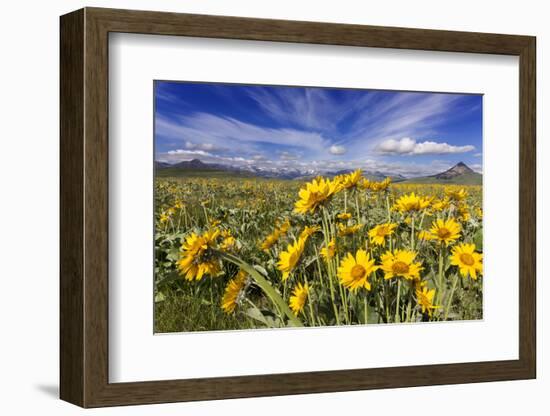 Wildflowers, Rocky Mountain Range, Augusta, Montana, Usa-Chuck Haney-Framed Photographic Print