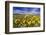 Wildflowers, Rocky Mountain Range, Augusta, Montana, Usa-Chuck Haney-Framed Photographic Print