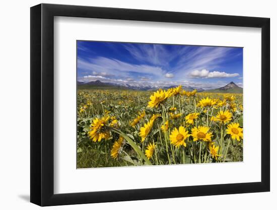 Wildflowers, Rocky Mountain Range, Augusta, Montana, Usa-Chuck Haney-Framed Photographic Print