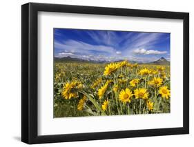 Wildflowers, Rocky Mountain Range, Augusta, Montana, Usa-Chuck Haney-Framed Photographic Print