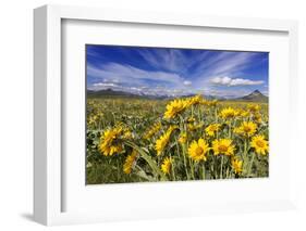 Wildflowers, Rocky Mountain Range, Augusta, Montana, Usa-Chuck Haney-Framed Photographic Print