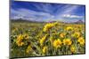 Wildflowers, Rocky Mountain Range, Augusta, Montana, Usa-Chuck Haney-Mounted Photographic Print