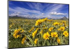 Wildflowers, Rocky Mountain Range, Augusta, Montana, Usa-Chuck Haney-Mounted Photographic Print