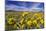 Wildflowers, Rocky Mountain Range, Augusta, Montana, Usa-Chuck Haney-Mounted Photographic Print