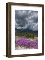 Wildflowers, San Jacinto Mountain, Palm Springs California-Zandria Muench Beraldo-Framed Photographic Print