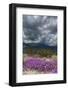 Wildflowers, San Jacinto Mountain, Palm Springs California-Zandria Muench Beraldo-Framed Photographic Print