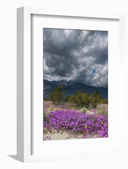 Wildflowers, San Jacinto Mountain, Palm Springs California-Zandria Muench Beraldo-Framed Photographic Print