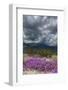 Wildflowers, San Jacinto Mountain, Palm Springs California-Zandria Muench Beraldo-Framed Photographic Print