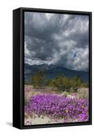 Wildflowers, San Jacinto Mountain, Palm Springs California-Zandria Muench Beraldo-Framed Stretched Canvas