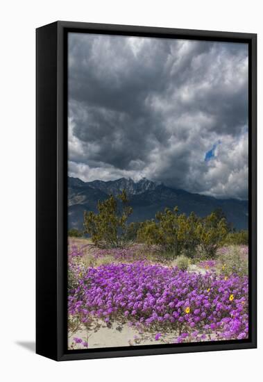 Wildflowers, San Jacinto Mountain, Palm Springs California-Zandria Muench Beraldo-Framed Stretched Canvas