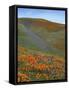 Wildflowers, Tehachapi Mountains, California, USA-Charles Gurche-Framed Stretched Canvas