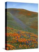 Wildflowers, Tehachapi Mountains, California, USA-Charles Gurche-Stretched Canvas