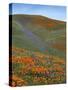 Wildflowers, Tehachapi Mountains, California, USA-Charles Gurche-Stretched Canvas