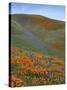 Wildflowers, Tehachapi Mountains, California, USA-Charles Gurche-Stretched Canvas