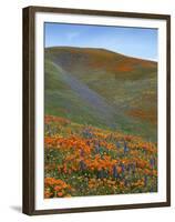 Wildflowers, Tehachapi Mountains, California, USA-Charles Gurche-Framed Premium Photographic Print