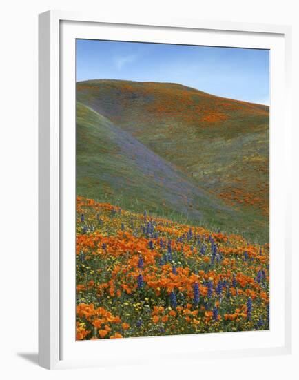 Wildflowers, Tehachapi Mountains, California, USA-Charles Gurche-Framed Premium Photographic Print