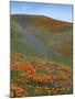 Wildflowers, Tehachapi Mountains, California, USA-Charles Gurche-Mounted Premium Photographic Print