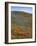 Wildflowers, Tehachapi Mountains, California, USA-Charles Gurche-Framed Photographic Print