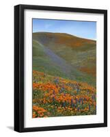 Wildflowers, Tehachapi Mountains, California, USA-Charles Gurche-Framed Photographic Print