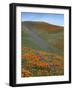 Wildflowers, Tehachapi Mountains, California, USA-Charles Gurche-Framed Photographic Print