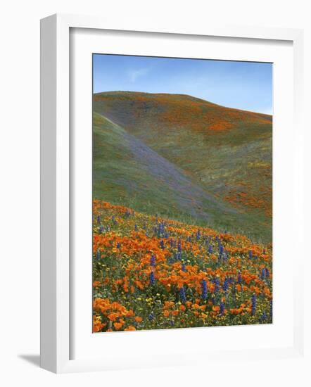 Wildflowers, Tehachapi Mountains, California, USA-Charles Gurche-Framed Photographic Print