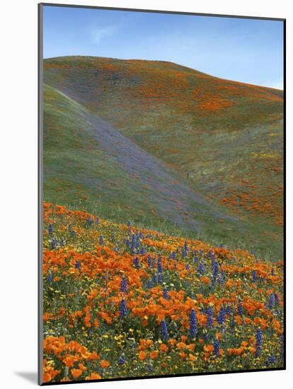 Wildflowers, Tehachapi Mountains, California, USA-Charles Gurche-Mounted Photographic Print