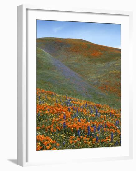 Wildflowers, Tehachapi Mountains, California, USA-Charles Gurche-Framed Photographic Print