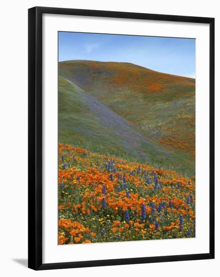 Wildflowers, Tehachapi Mountains, California, USA-Charles Gurche-Framed Photographic Print