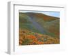 Wildflowers, Tehachapi Mountains, California, USA-Charles Gurche-Framed Photographic Print