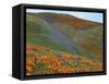 Wildflowers, Tehachapi Mountains, California, USA-Charles Gurche-Framed Stretched Canvas