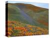 Wildflowers, Tehachapi Mountains, California, USA-Charles Gurche-Stretched Canvas