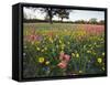 Wildflowers, Texas, USA-Larry Ditto-Framed Stretched Canvas