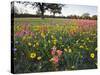 Wildflowers, Texas, USA-Larry Ditto-Stretched Canvas