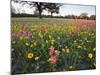 Wildflowers, Texas, USA-Larry Ditto-Mounted Photographic Print