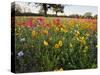 Wildflowers, Texas, USA-Larry Ditto-Stretched Canvas