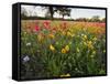 Wildflowers, Texas, USA-Larry Ditto-Framed Stretched Canvas