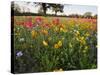 Wildflowers, Texas, USA-Larry Ditto-Stretched Canvas