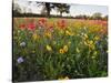 Wildflowers, Texas, USA-Larry Ditto-Stretched Canvas