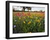 Wildflowers, Texas, USA-Larry Ditto-Framed Photographic Print