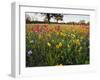 Wildflowers, Texas, USA-Larry Ditto-Framed Photographic Print