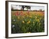 Wildflowers, Texas, USA-Larry Ditto-Framed Photographic Print