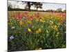 Wildflowers, Texas, USA-Larry Ditto-Mounted Photographic Print