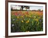 Wildflowers, Texas, USA-Larry Ditto-Framed Photographic Print