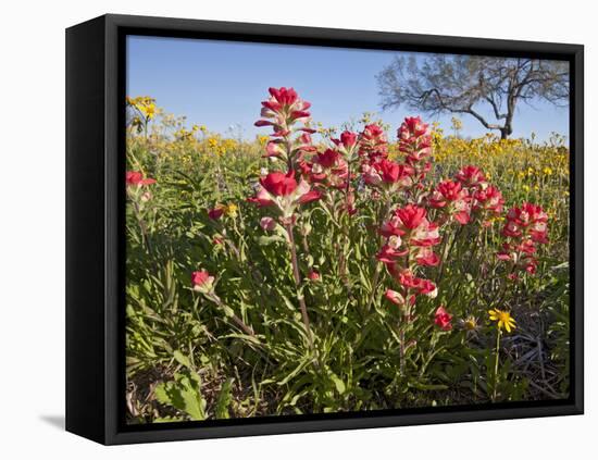 Wildflowers, Texas, USA-Larry Ditto-Framed Stretched Canvas