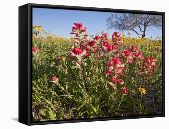 Wildflowers, Texas, USA-Larry Ditto-Framed Stretched Canvas