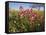 Wildflowers, Texas, USA-Larry Ditto-Framed Stretched Canvas