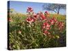 Wildflowers, Texas, USA-Larry Ditto-Stretched Canvas