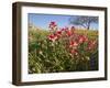 Wildflowers, Texas, USA-Larry Ditto-Framed Premium Photographic Print