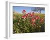 Wildflowers, Texas, USA-Larry Ditto-Framed Premium Photographic Print